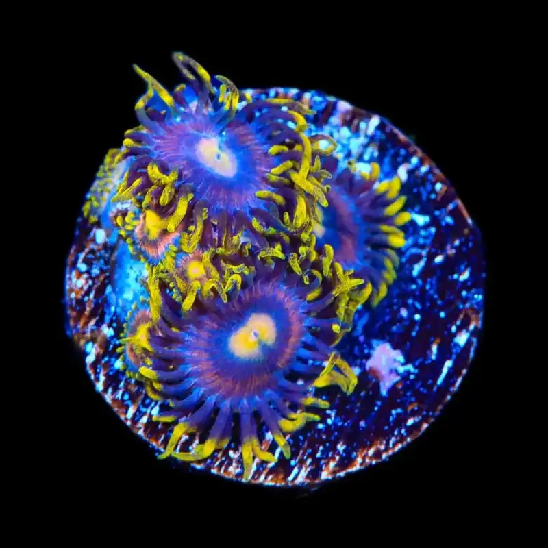 TSA Galactic Burst Zoanthids Coral - TSA Coral