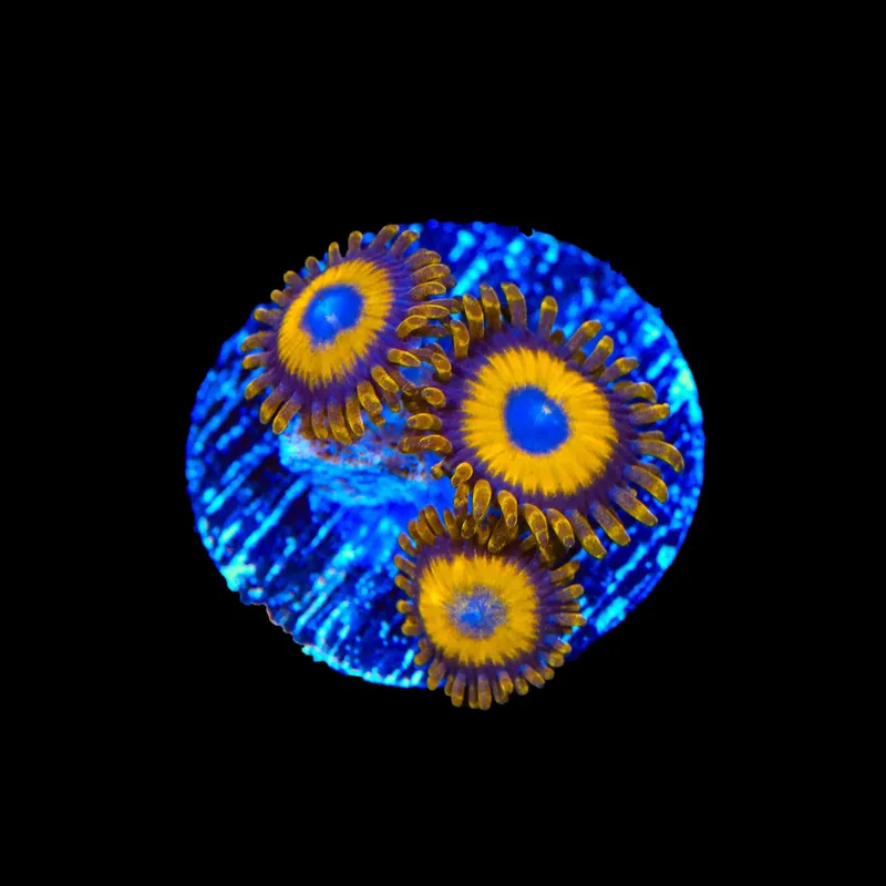 LA Lakers Zoanthids Coral - TSA Coral
