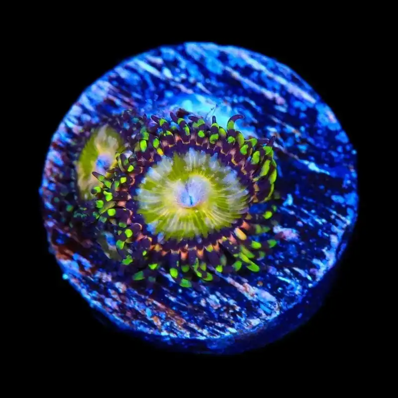 TSA Kaleidoscope Zoanthids Coral - TSA Coral