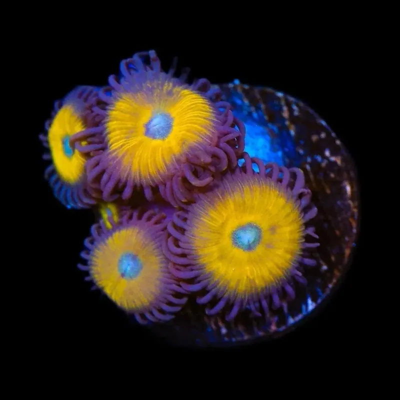 Vulcan Blood Zoanthids Coral - TSA Coral