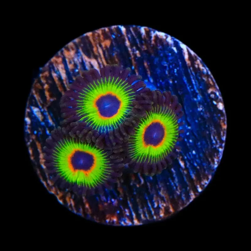 Bob Marley Zoanthids Coral - TSA Coral