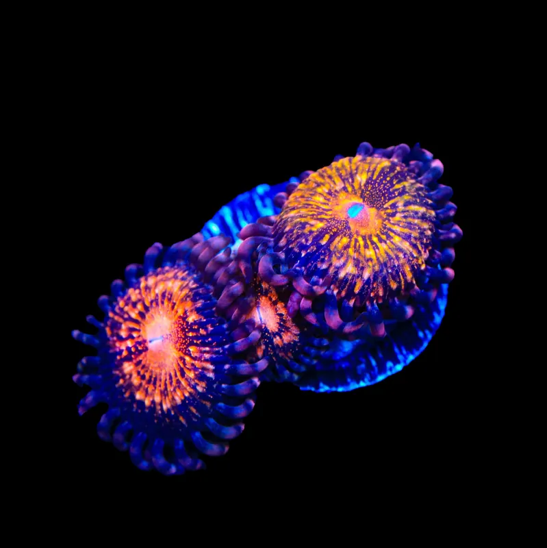 Pandora Zoanthids Coral - TSA Coral
