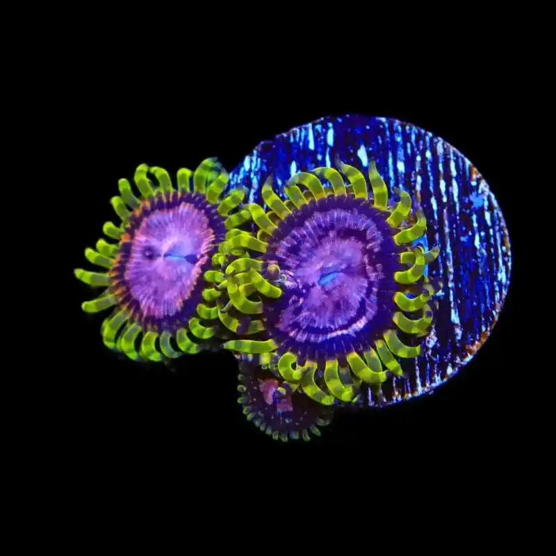 Purple Monsters Zoanthids Coral - TSA Coral
