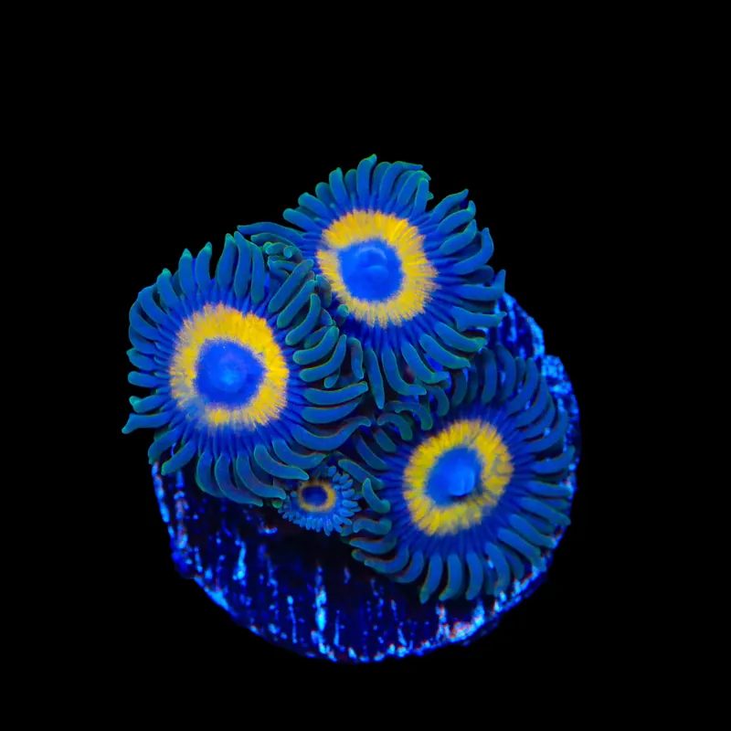 Yellow Submarine Zoanthids Coral - TSA Coral