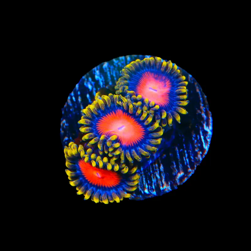 Yellow Brick Road Zoanthids Coral - TSA Coral