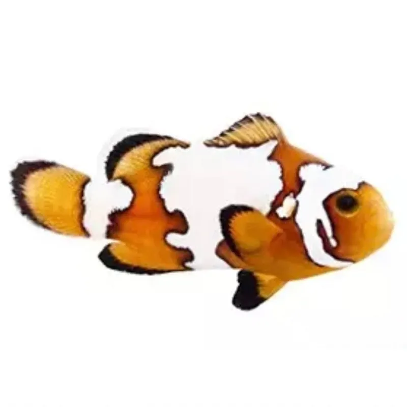 Snowflake Clownfish - Amphiprion ocellaris