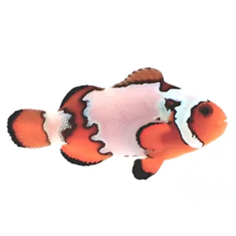 Premium Snowflake Clownfish - Amphiprion ocellaris