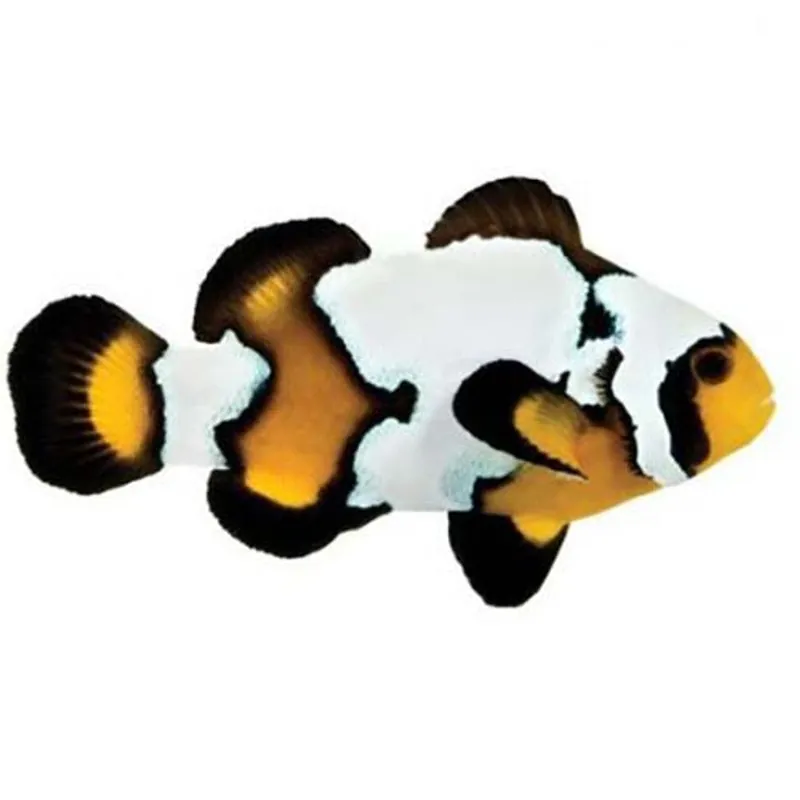 Black Ice Snowflake Clownfish - Amphiprion ocellaris