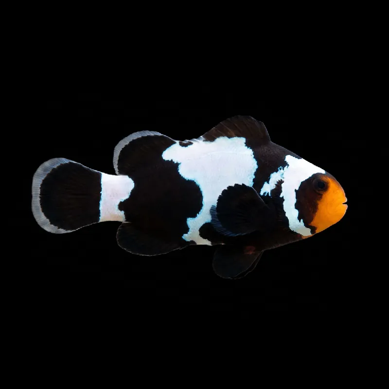 Premium Black Snowflake Clownfish - Amphiprion ocellaris