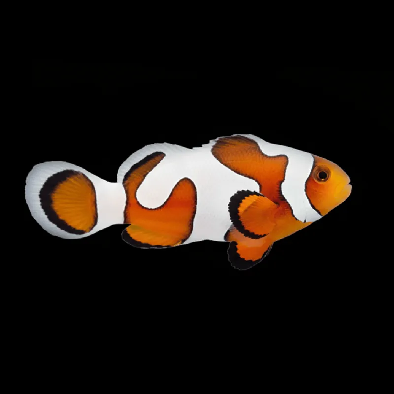 Gladiator Clownfish - Amphiprion ocellaris