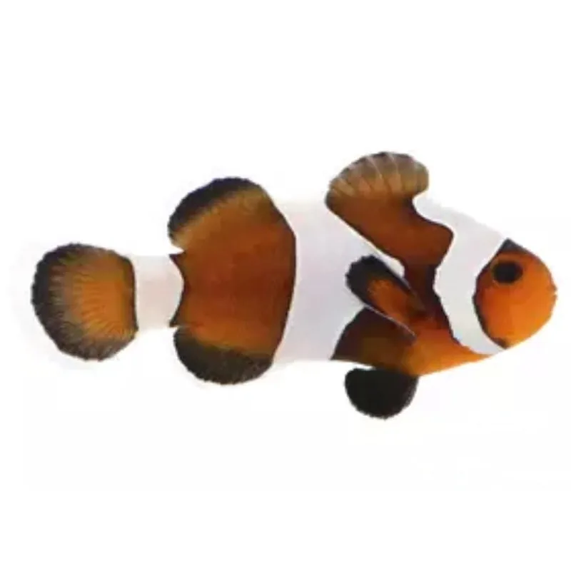 Mocha Gladiator Clownfish - Amphiprion ocellaris