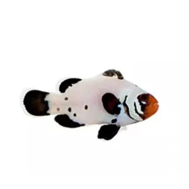 Frostbite Clownfish - Amphiprion ocellaris