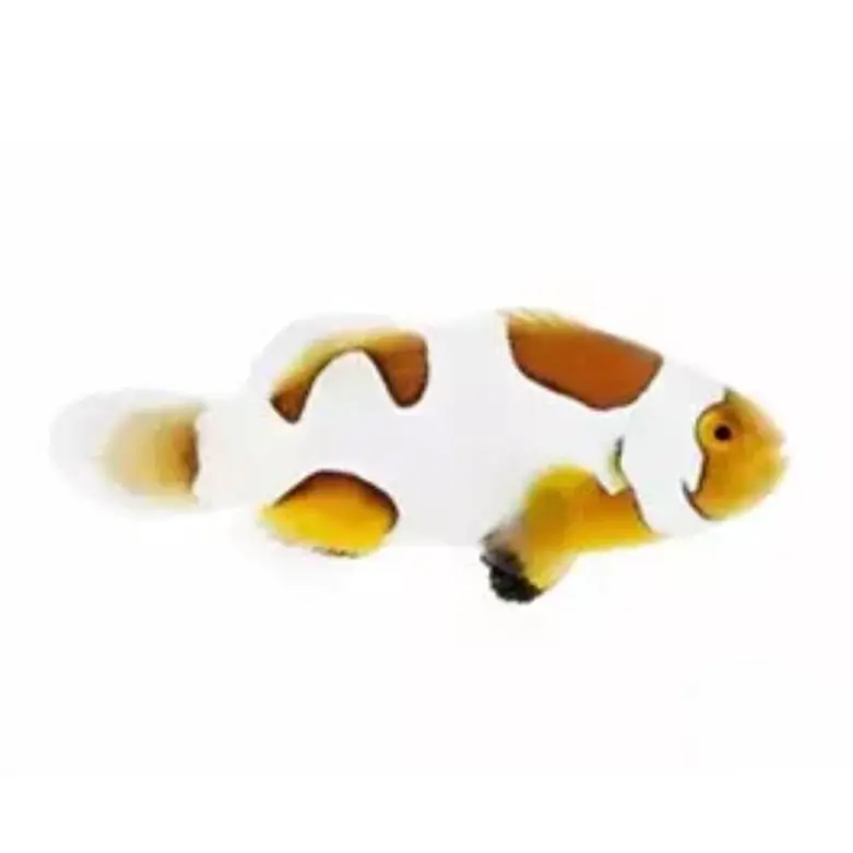 Extreme Picasso Clownfish - Amphiprion percula