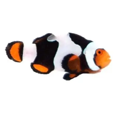 Sapphire Onyx Picasso Clownfish - Amphiprion percula