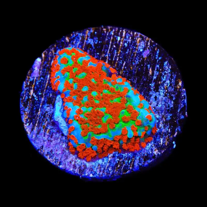 JF Aquaman Montipora Coral - TSA Coral