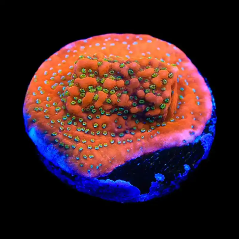 Aquamans Revenge Montipora Coral - TSA Coral