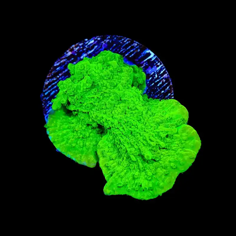 Jake Adams Crystal Experiment Montipora Coral - TSA Coral