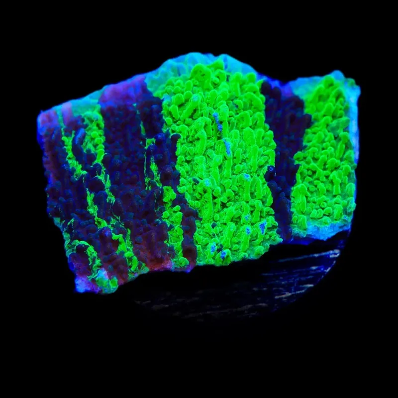 JF Cold Fusion Grafted Montipora Coral - TSA Coral