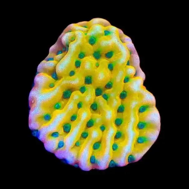 JF Beach Bum Montipora Coral - TSA Coral