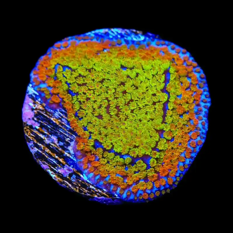 JF Fruity Pebbles Montipora Coral - TSA Coral