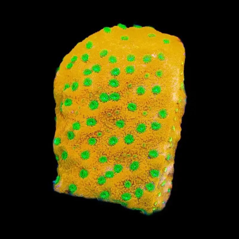 JF Sweet Tooth Montipora Cap Coral - TSA Coral
