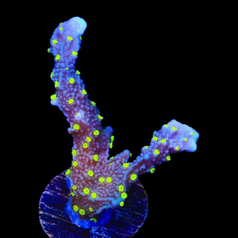 JF Midnight Dynamite Montipora Coral - TSA Coral