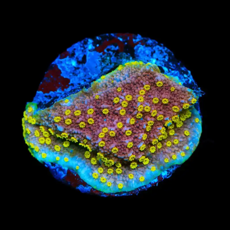 JF Yellow Fever Montipora Coral - TSA Coral