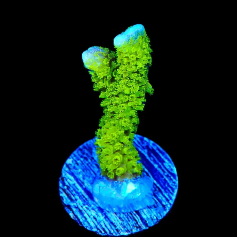 Nuclear Green Montipora Digitata Coral - TSA Coral