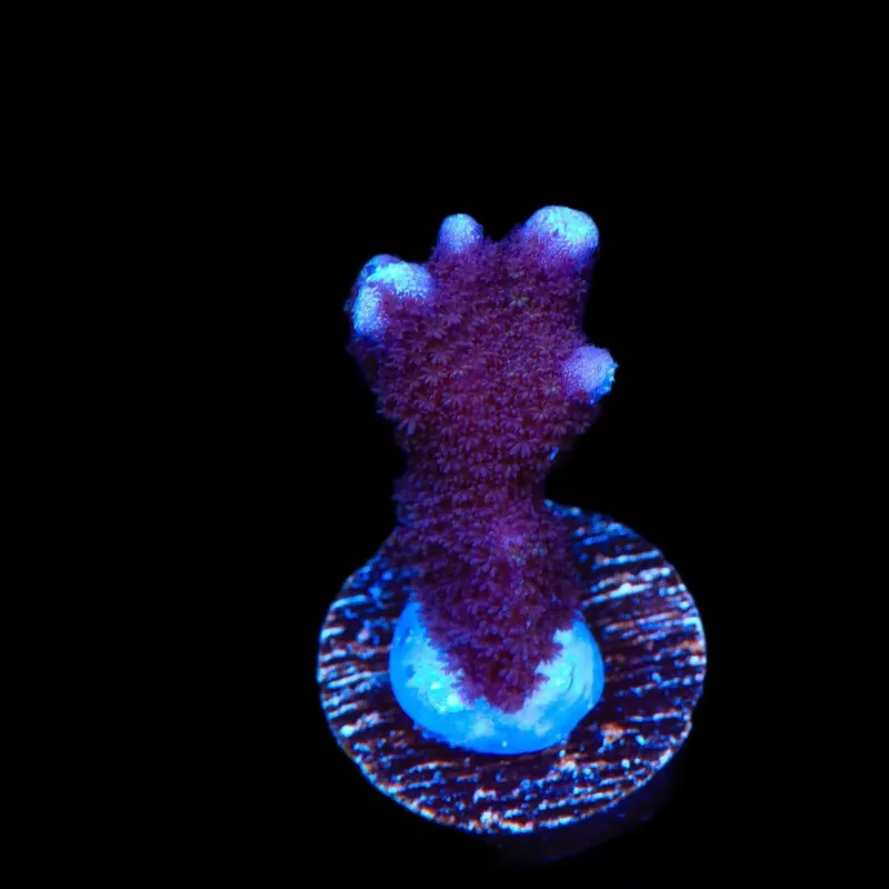 ORA German Blue Digitata Montipora Coral - TSA Coral