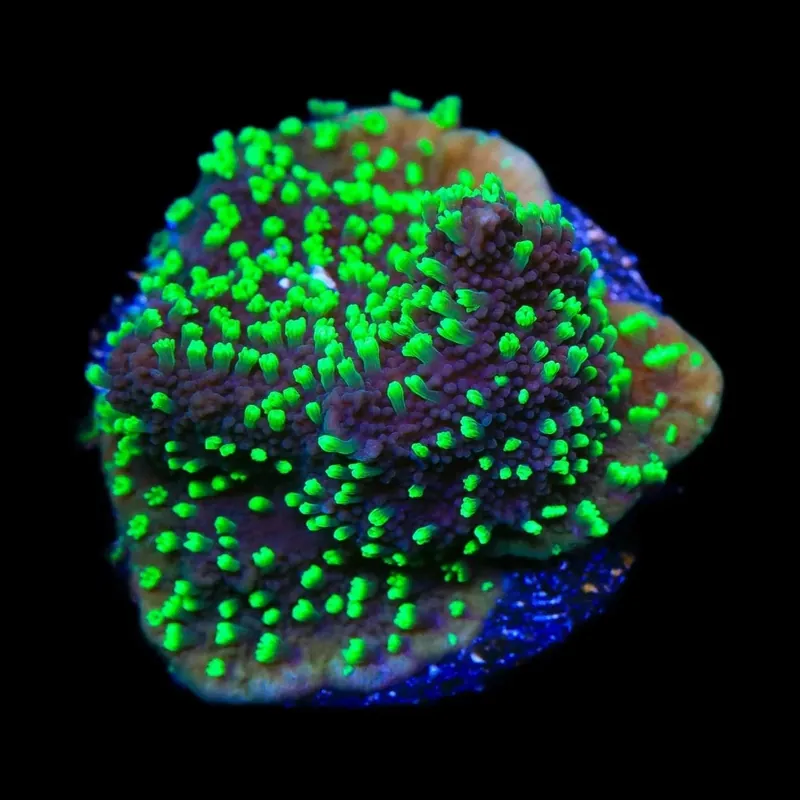 ORA Supernatural Montipora Cap Coral - TSA Coral