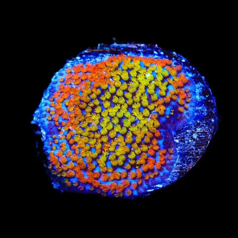 Rainbow Montipora Coral - TSA Coral