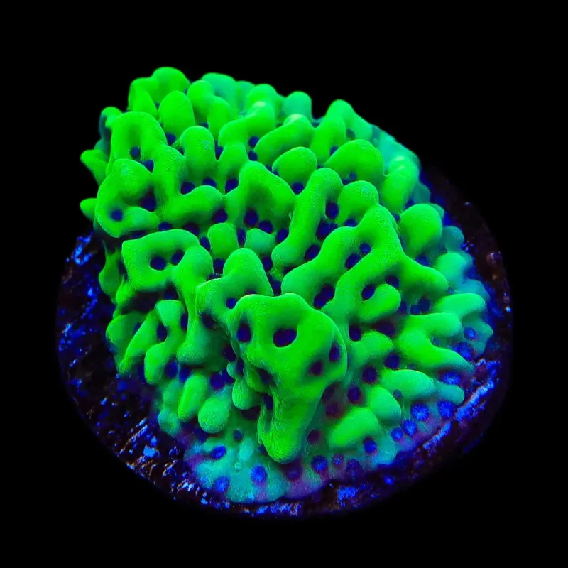 TSA Appleberry Montipora Coral - TSA Coral