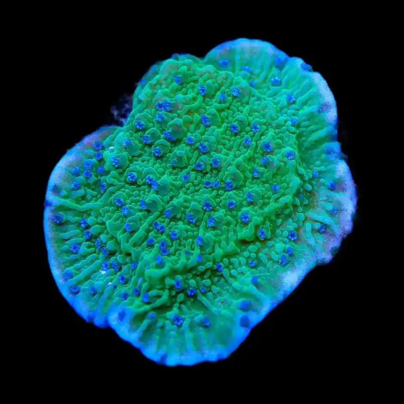 TSA Blueberry Fields Montipora Coral - TSA Coral