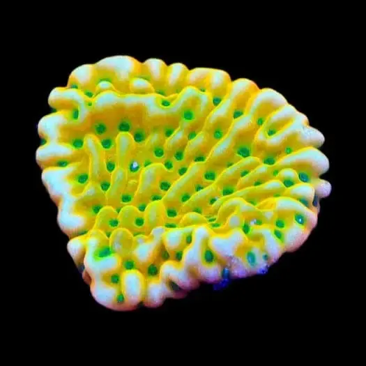 TSA Emerald City Montipora Coral - TSA Coral