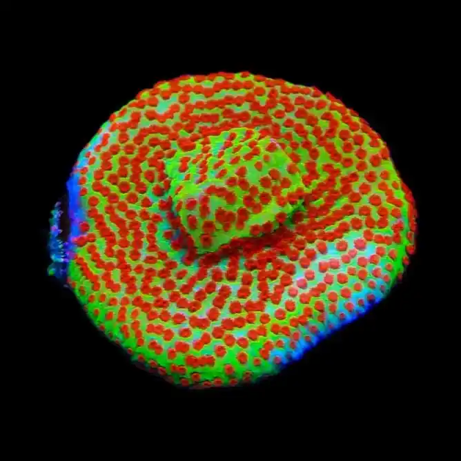 TSA Happy Meal Montipora Coral - TSA Coral