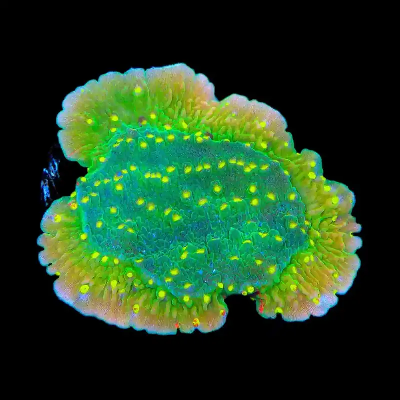 TSA Jolly Rancher Montipora Cap Coral - TSA Coral