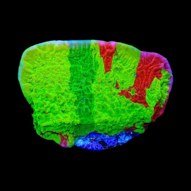 TSA Mind Meld Triple Grafted Montipora Coral - TSA Coral