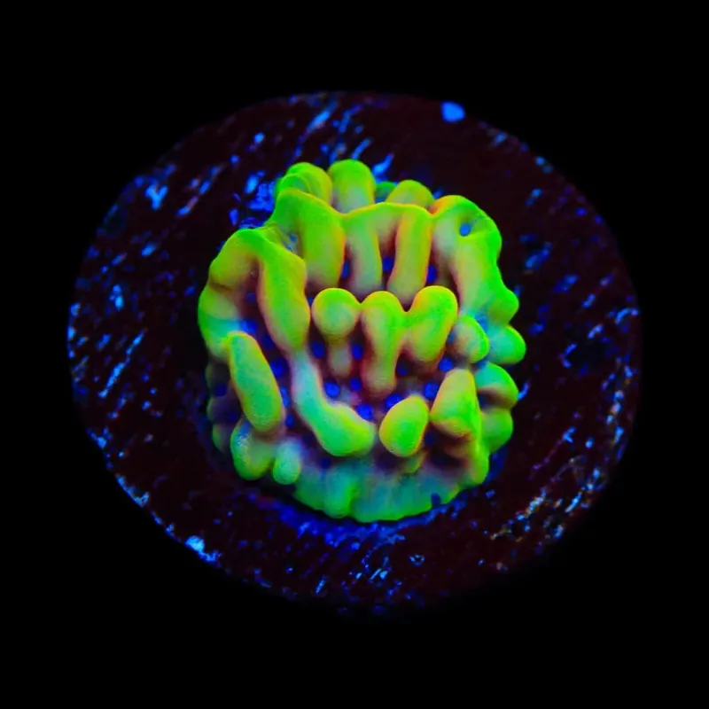 TSA Minions Montipora Coral - TSA Coral