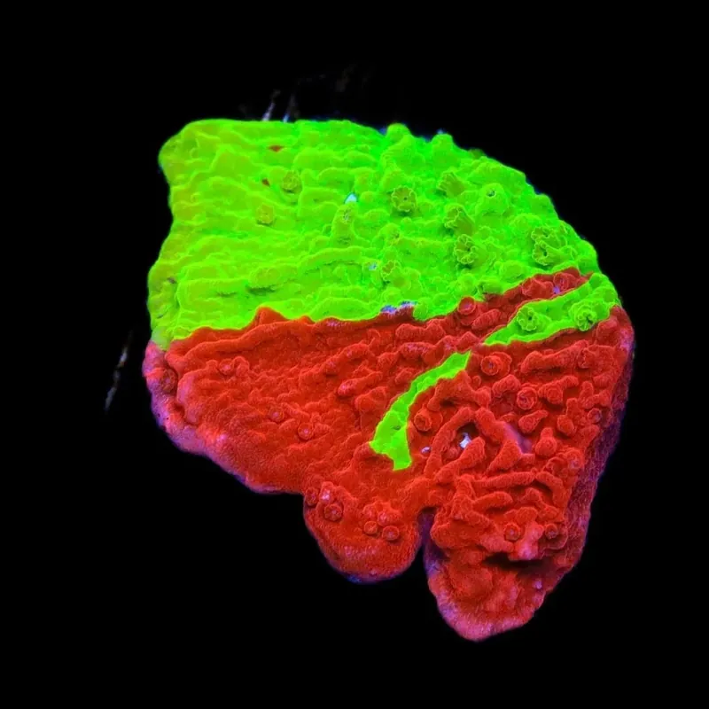 TSA Nuclear Fusion Montipora Cap Coral - TSA Coral