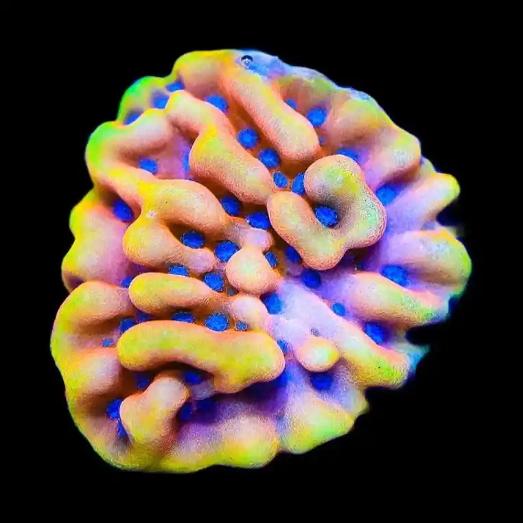 TSA Mango Tango Montipora Coral - TSA Coral