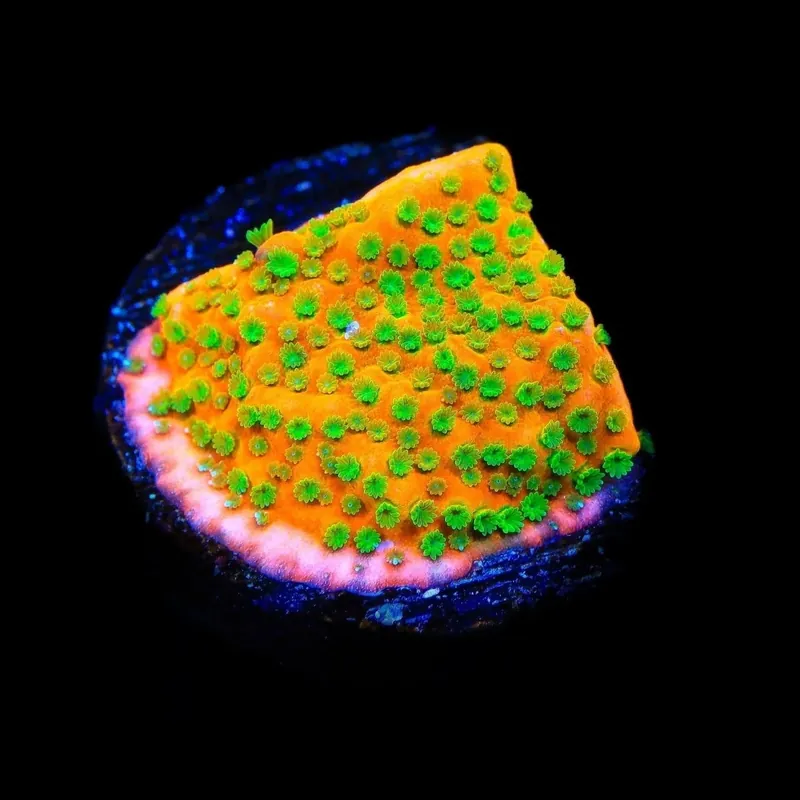 TSA Oompa Loompa Montipora Coral - TSA Coral