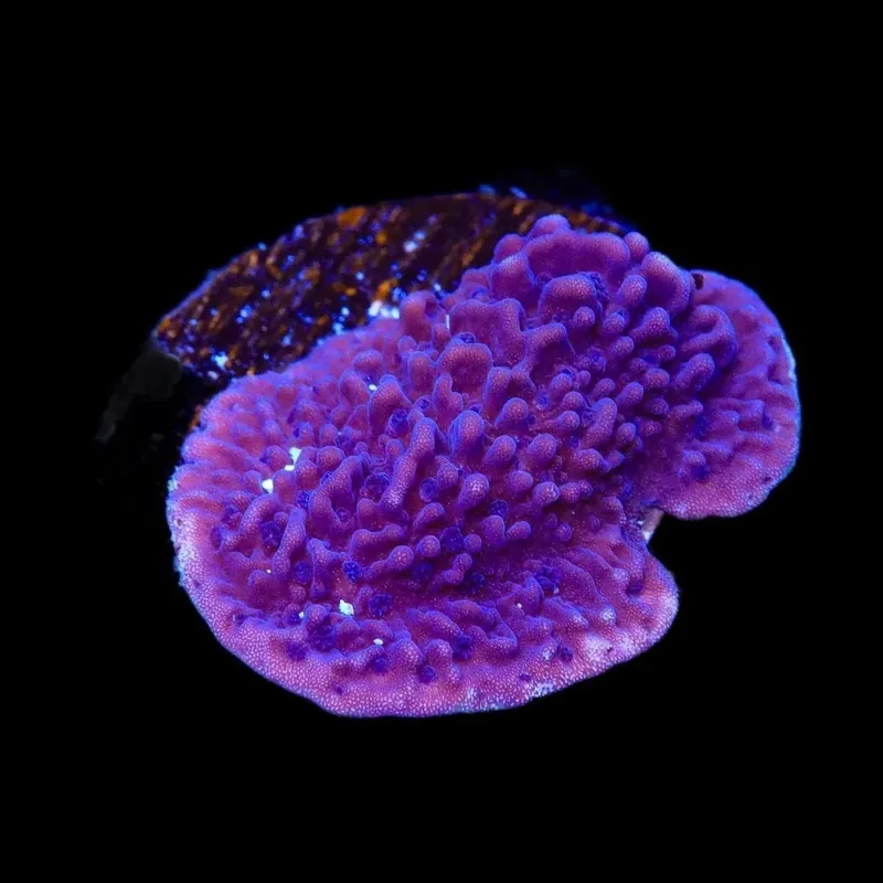 TSA Purple Montipora Cap Coral - TSA Coral