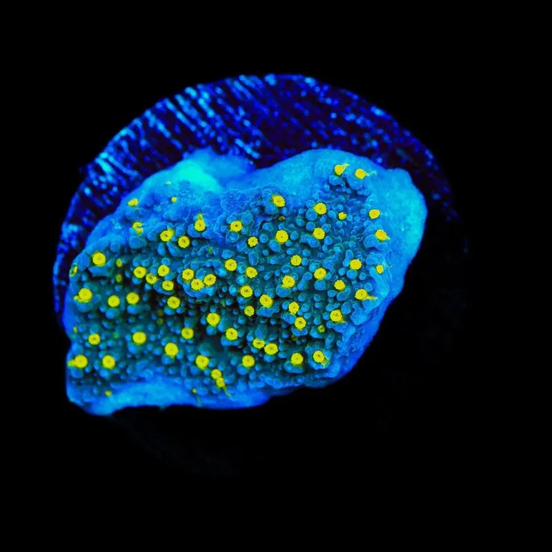 TSA Starry Night Montipora Coral - TSA Coral