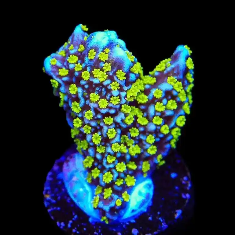 Tubbs Stellata Montipora Coral - TSA Coral