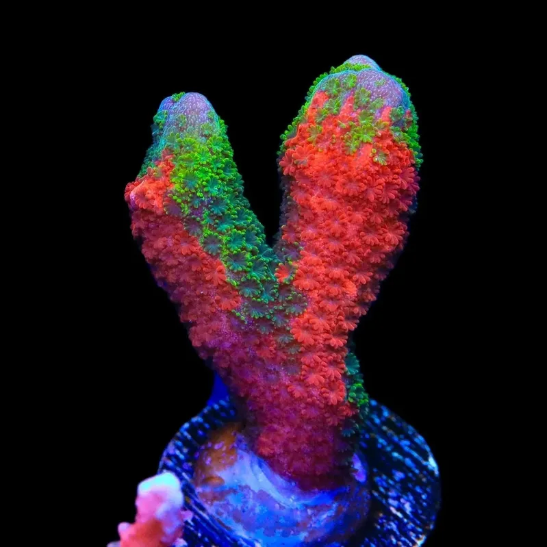 Contraband Montipora Digitata Coral - TSA Coral