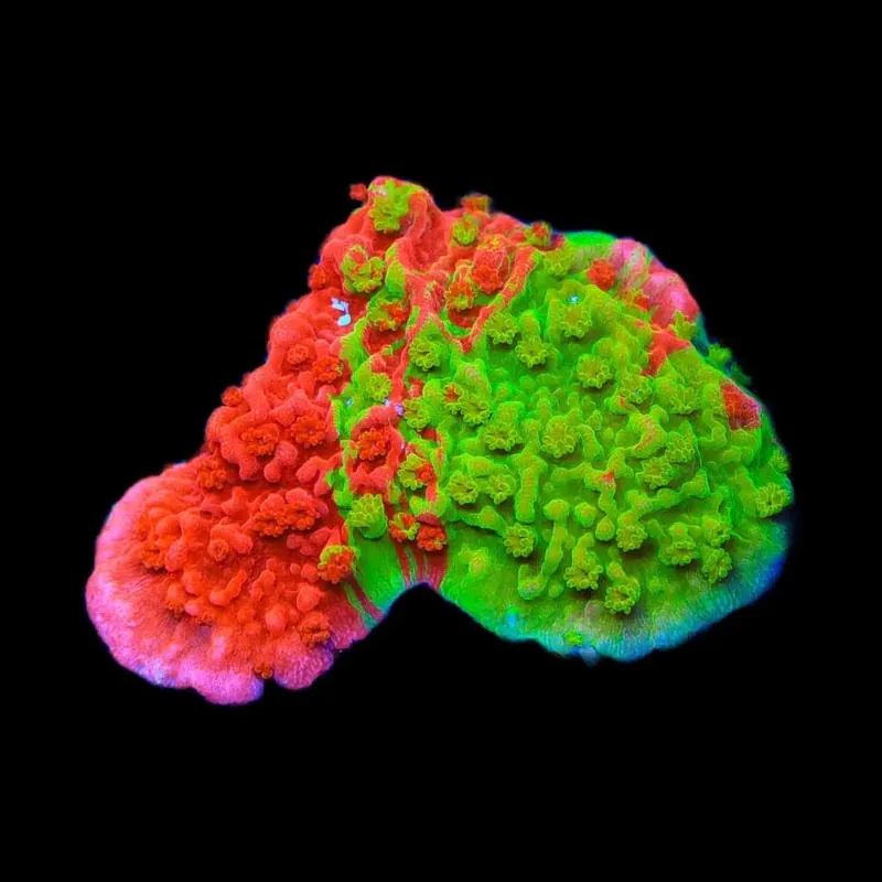 Grafted Montipora Cap Coral - TSA Coral