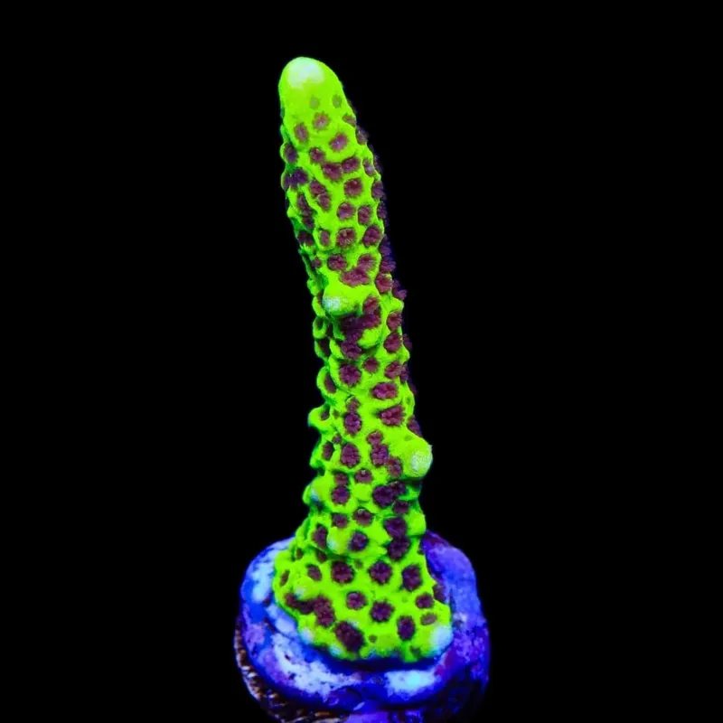 Slimeball Spongodes Montipora Coral - TSA Coral