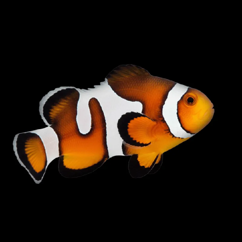 Premium Mocha Gladiator Clownfish - Amphiprion ocellaris