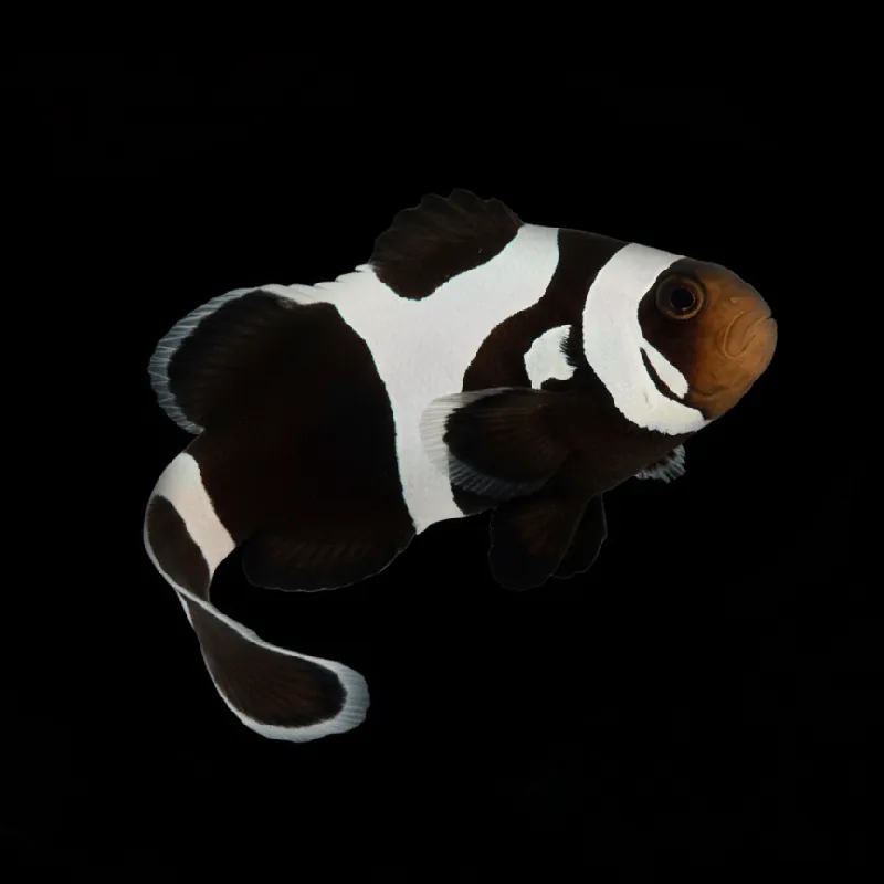 Black Gladiator Clownfish - Amphiprion ocellaris