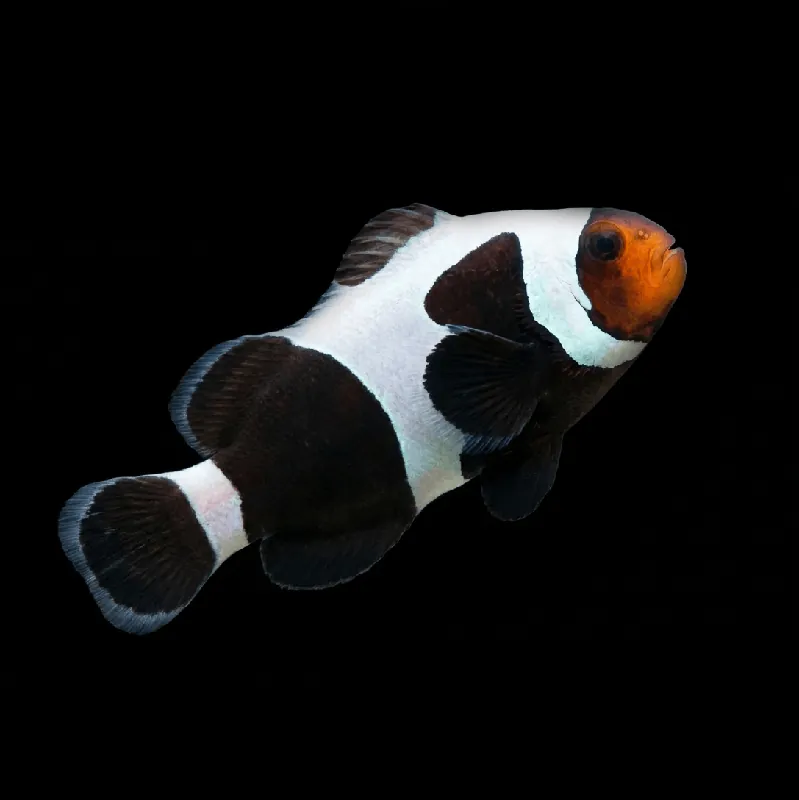 Premium Black Gladiator Clownfish - Amphiprion ocellaris